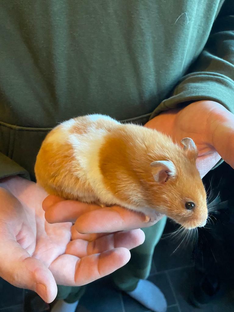 syrian hamster gumtree